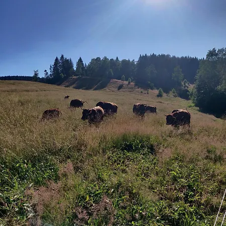 Haus-salamander-mit-sauna * Вильдеманн